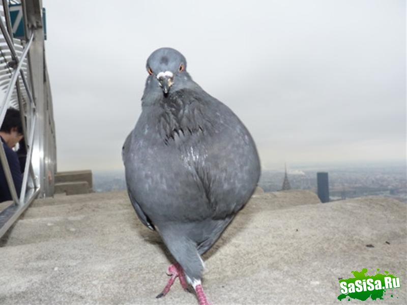  (   )