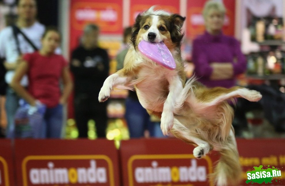   Heimtiermesse Berlin 2012 (14 )