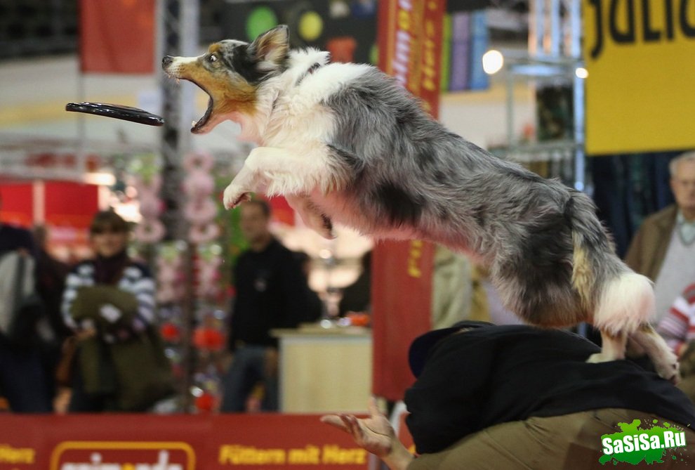  Heimtiermesse Berlin 2012 (14 )