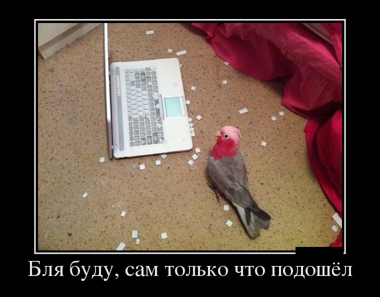 Демотиваторы понедельника (29 фото)