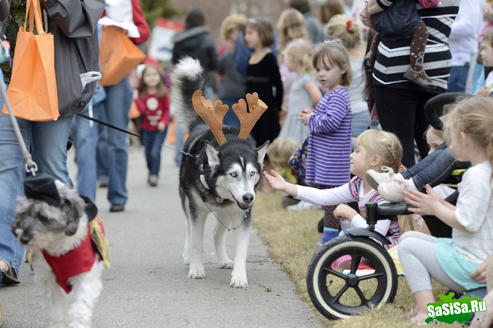 Reindog Parade 2012:      (9 )