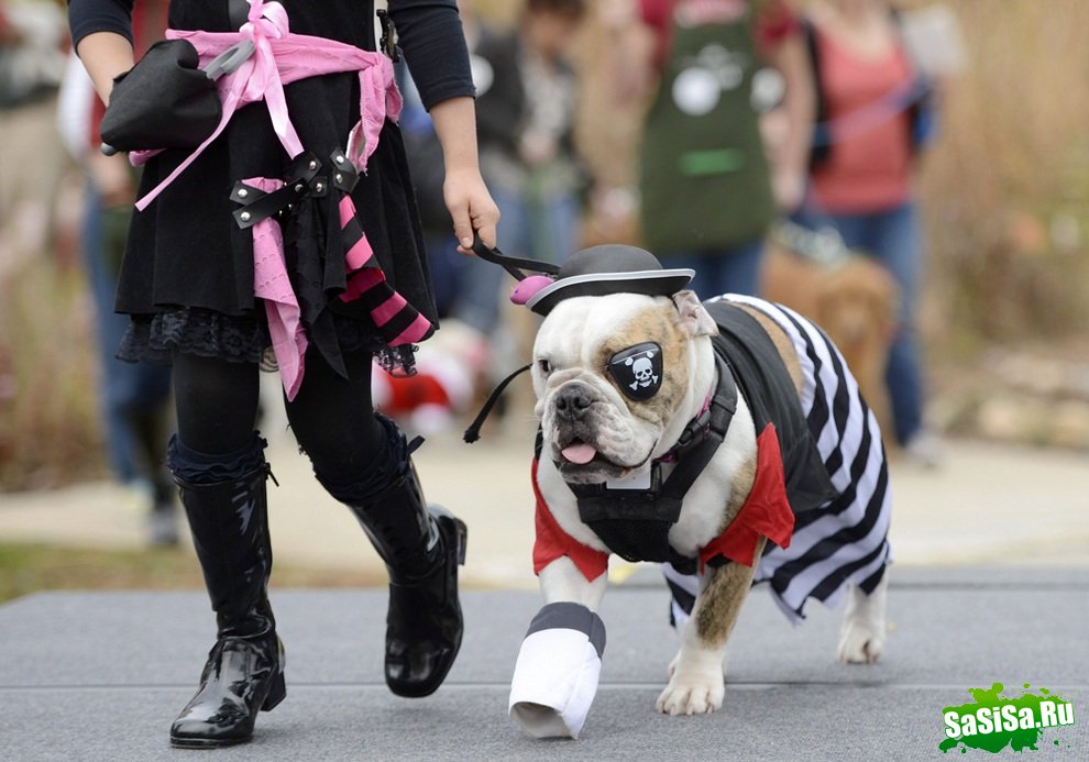 Reindog Parade 2012:      (9 )