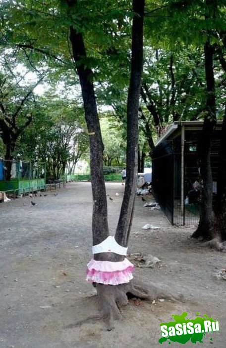  (   )