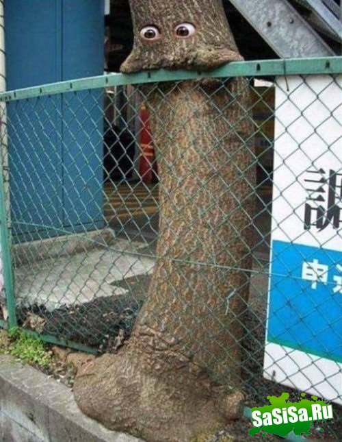 (   )