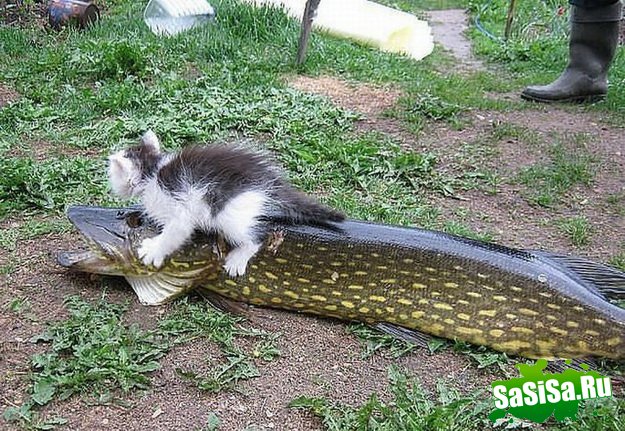 Фотоподборка (дальше в развёрнутом виде)