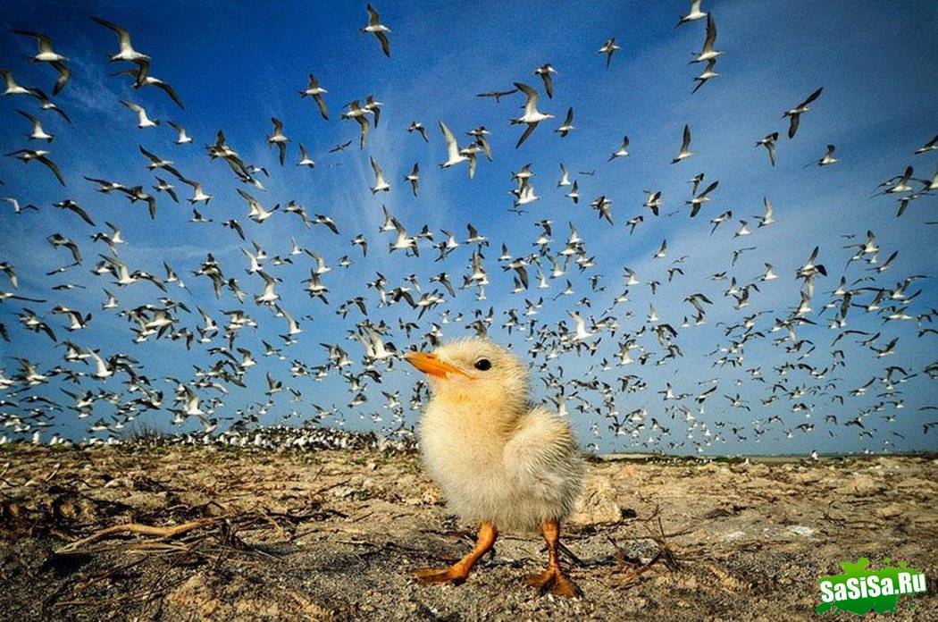 Фотоподборка (дальше в развёрнутом виде)