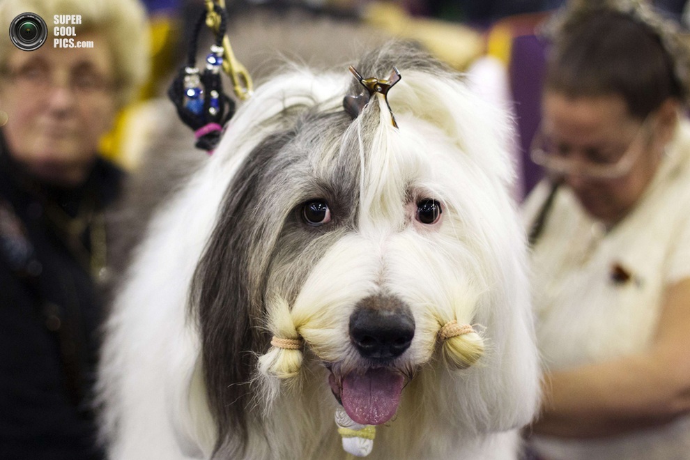 137-   Westminster Kennel Club (15 )