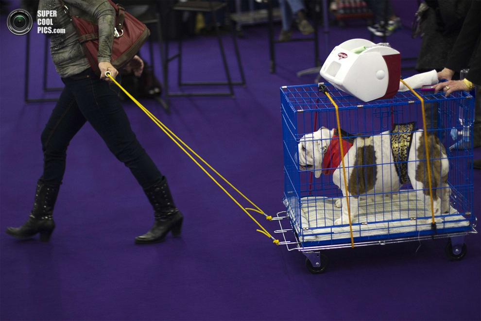 137-   Westminster Kennel Club (15 )