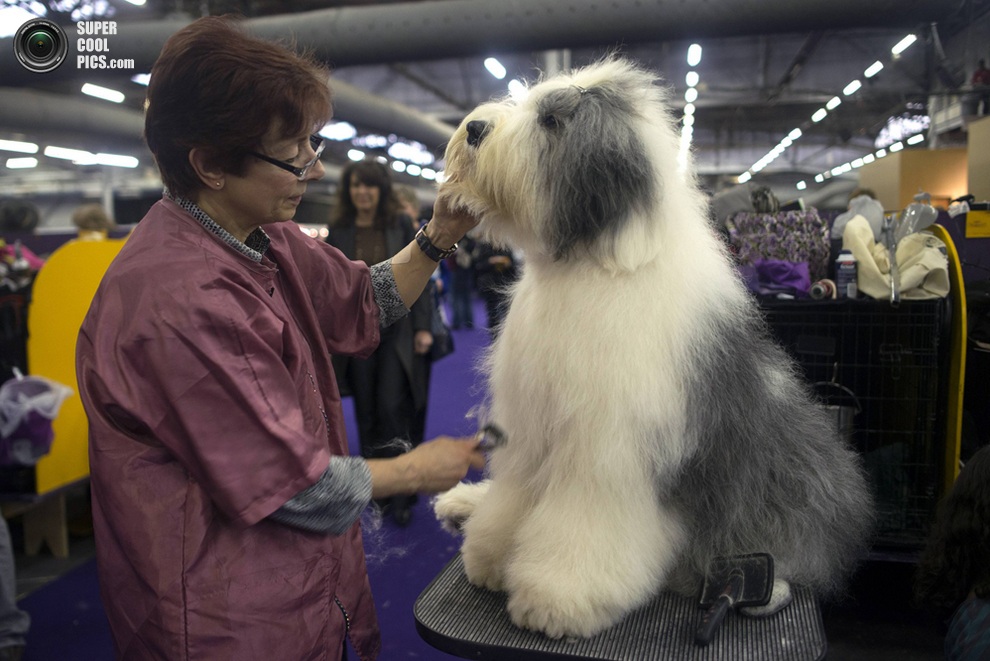 137-   Westminster Kennel Club (15 )