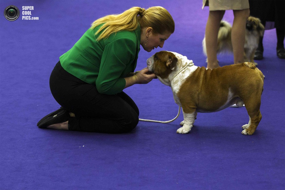 137-   Westminster Kennel Club (15 )