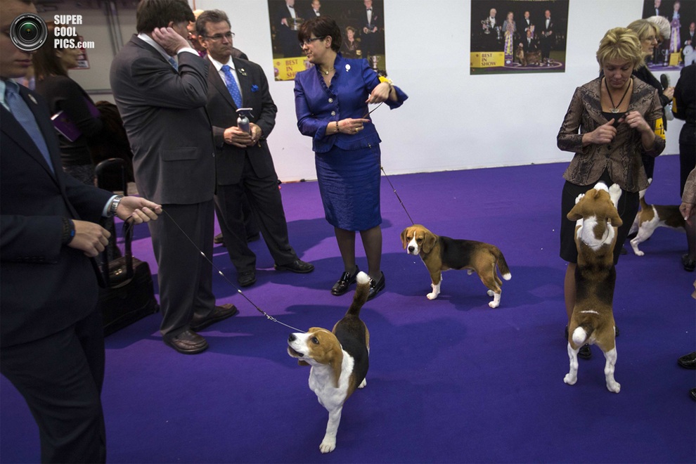 137-   Westminster Kennel Club (15 )