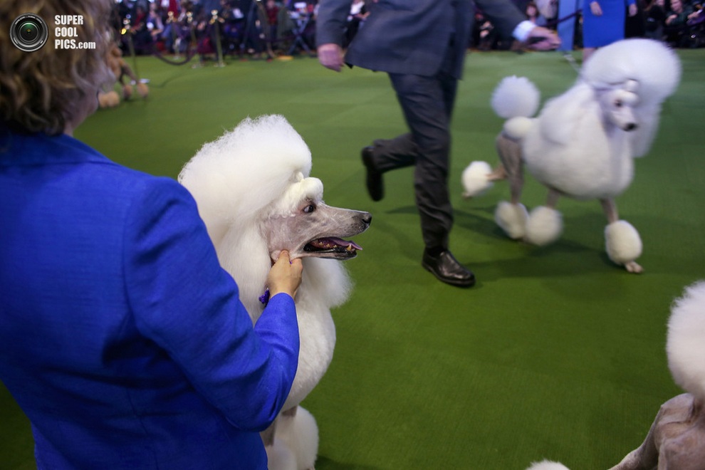 137-   Westminster Kennel Club (15 )