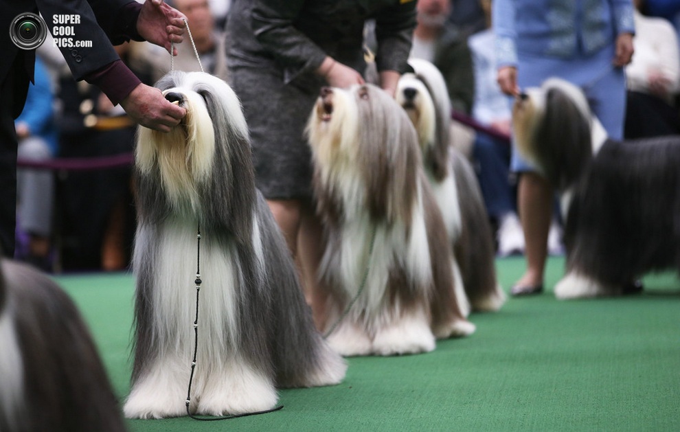 137-   Westminster Kennel Club (15 )