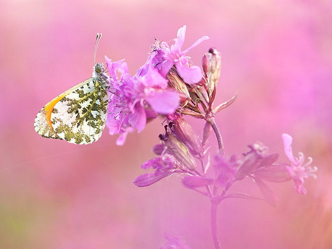   National Geographic   2013 (23 )