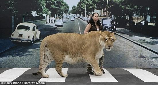 Самая большая кошка (5 фото)