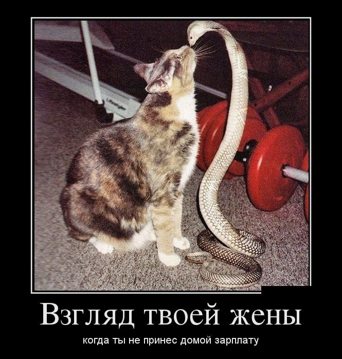 ������������ �������� (12 ����)
