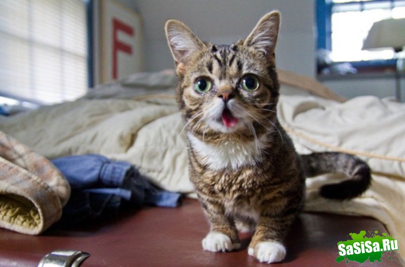 Lil Bub      (5 )