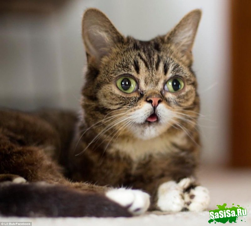 Lil Bub      (5 )