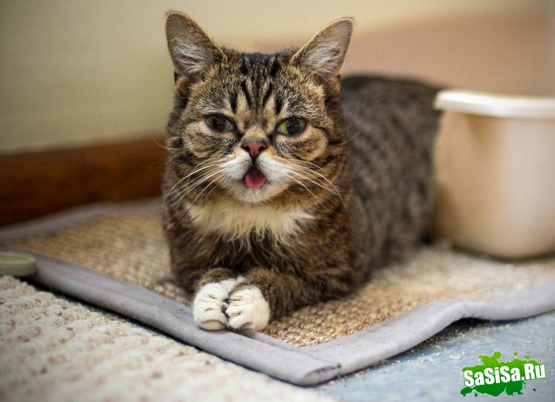 Lil Bub      (5 )