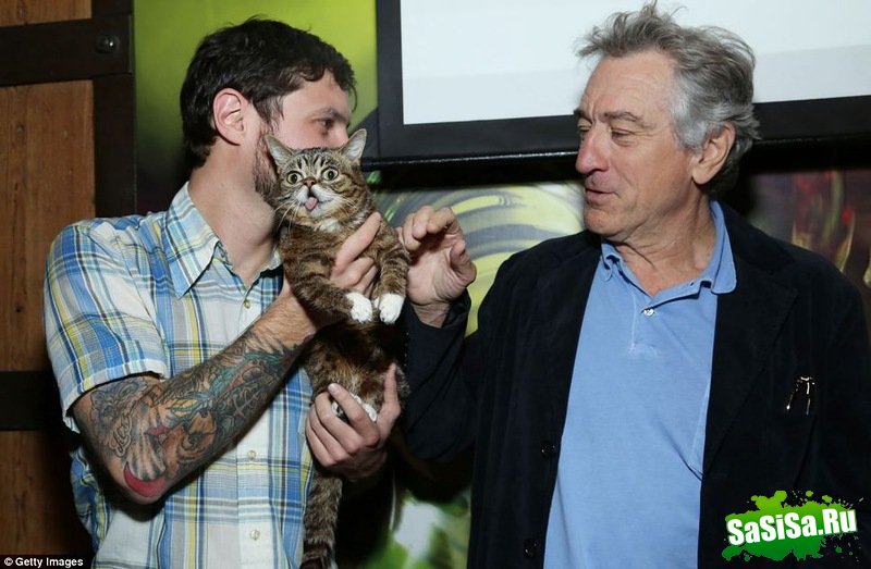 Lil Bub      (5 )