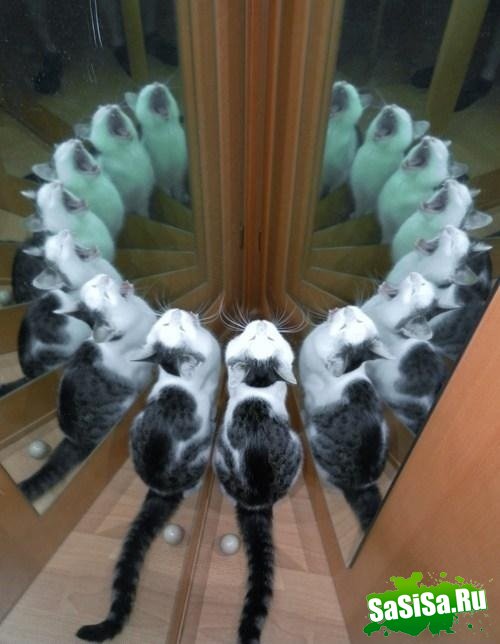  (   )