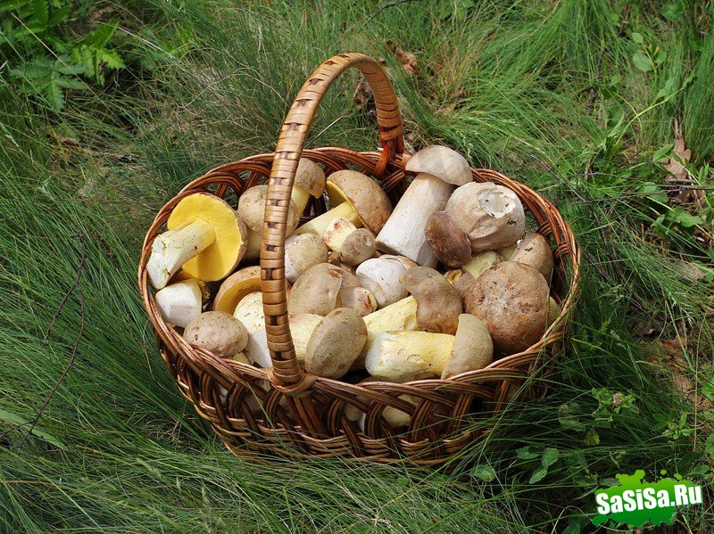 10 ядовитых фруктов и овощей, которые мы едим каждый день (10 фото)