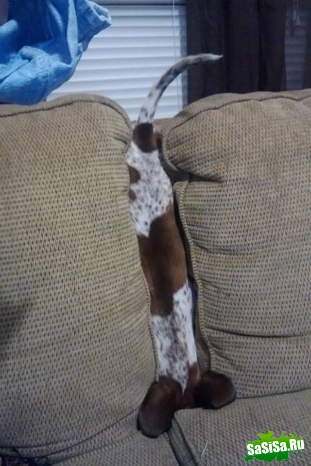  (   )
