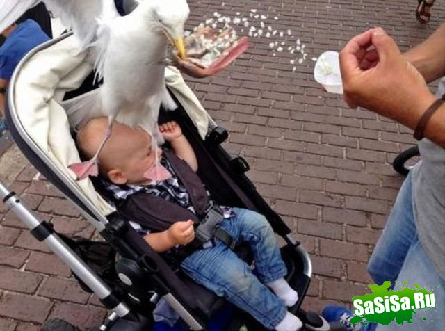 Свежие фотобомбы (21 фото)