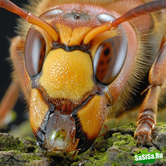 Шершень (Vespa crabro) (21 фото)