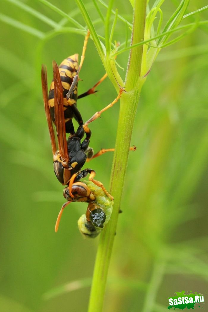 Шершень (Vespa crabro) (21 фото)