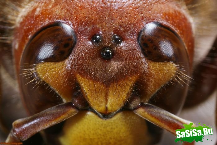 Шершень (Vespa crabro) (21 фото)