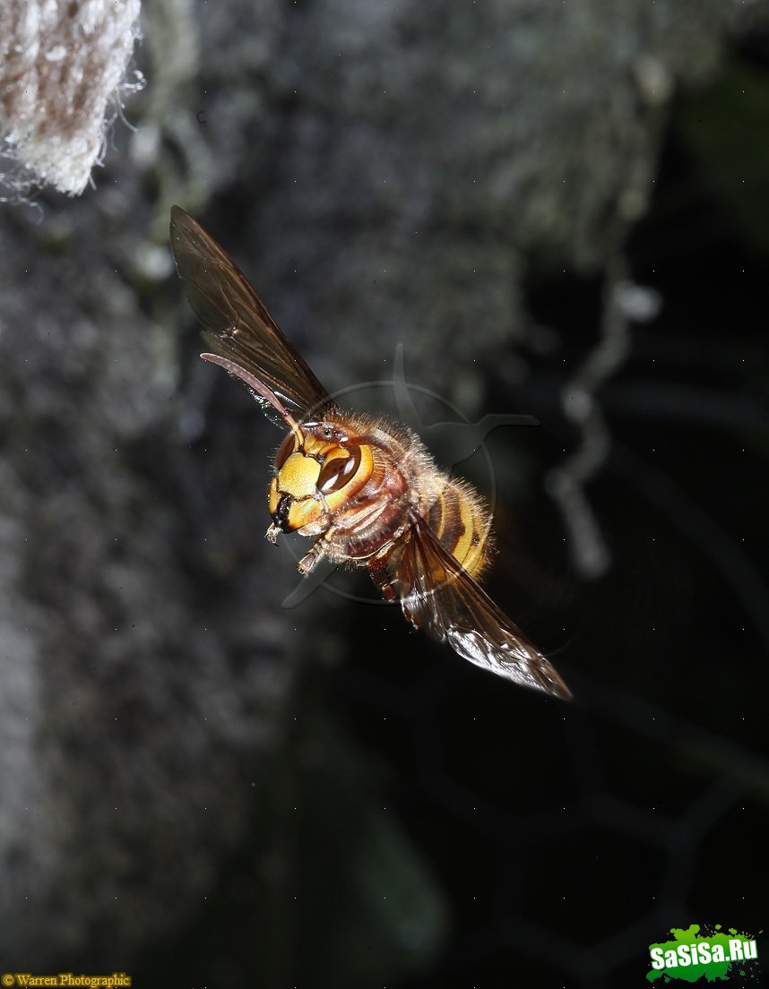 Шершень (Vespa crabro) (21 фото)