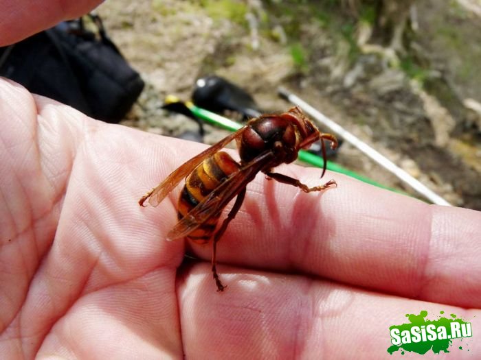 Шершень (Vespa crabro) (21 фото)
