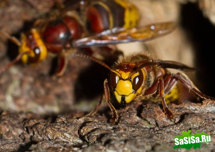 Шершень (Vespa crabro) (21 фото)