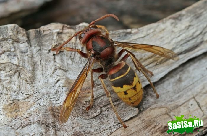 Шершень (Vespa crabro) (21 фото)