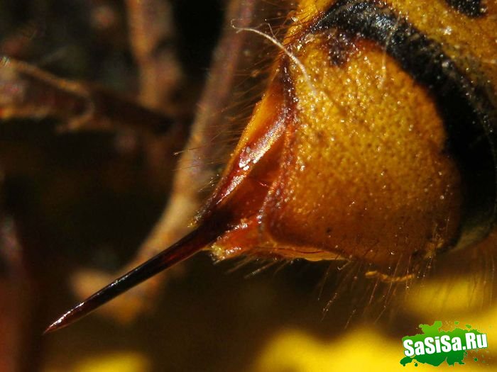 Шершень (Vespa crabro) (21 фото)