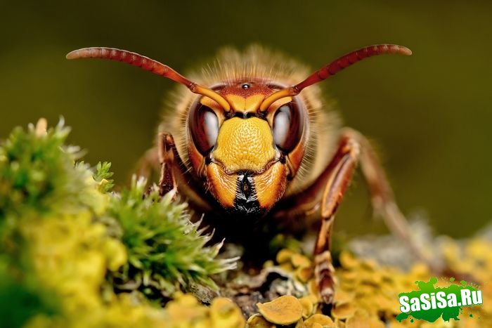 Шершень (Vespa crabro) (21 фото)
