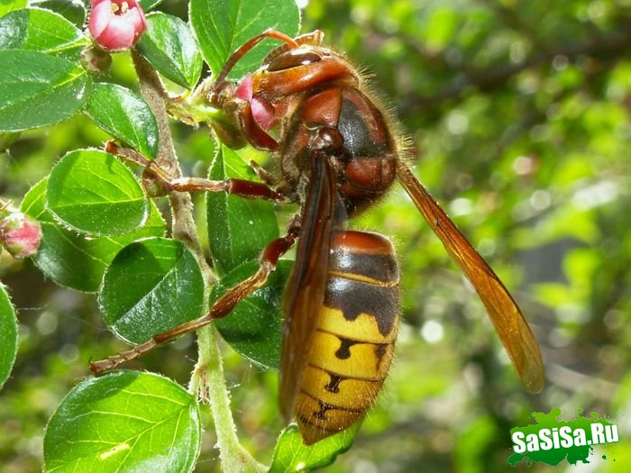 Шершень (Vespa crabro) (21 фото)