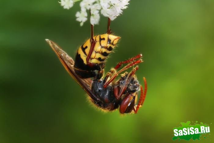 Шершень (Vespa crabro) (21 фото)