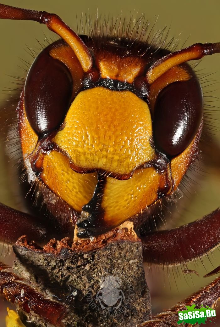 Шершень (Vespa crabro) (21 фото)