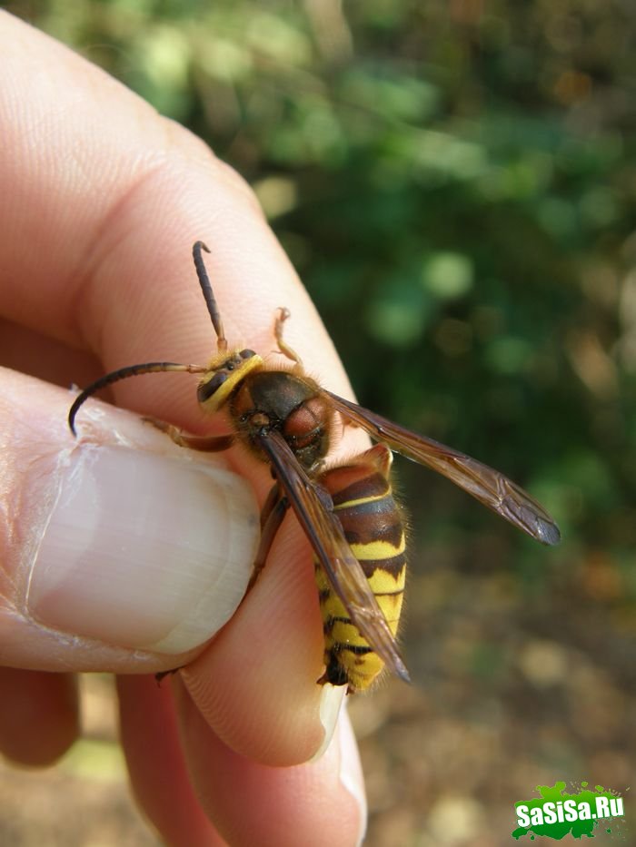 Шершень (Vespa crabro) (21 фото)