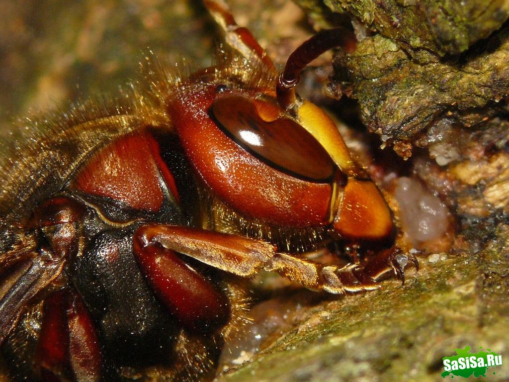 Шершень (Vespa crabro) (21 фото)