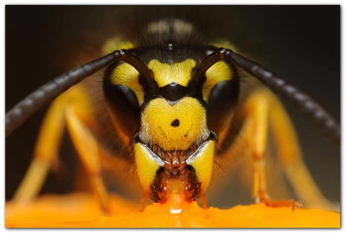  (Vespa crabro) (21 )