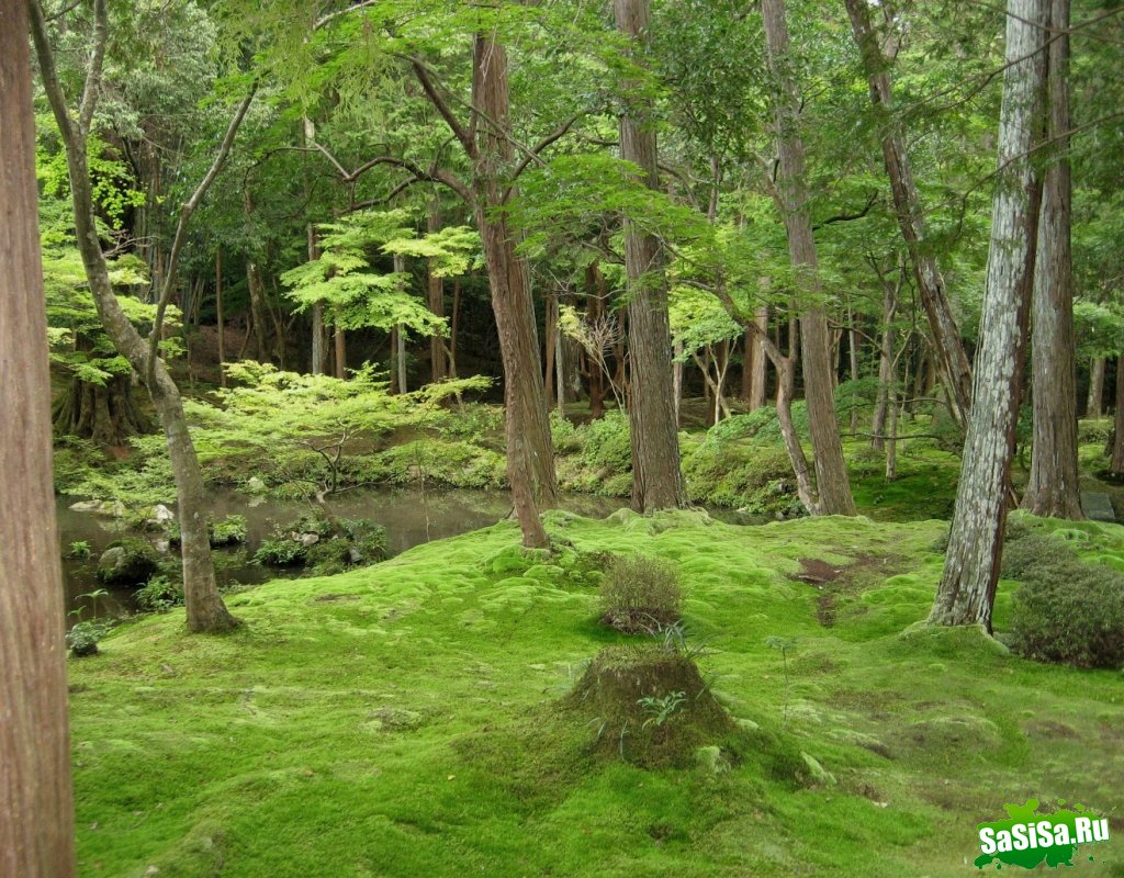   Saiho-ji.  (25 )