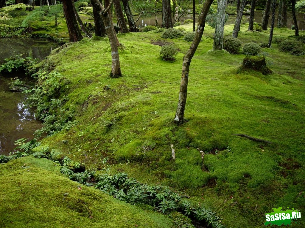   Saiho-ji.  (25 )