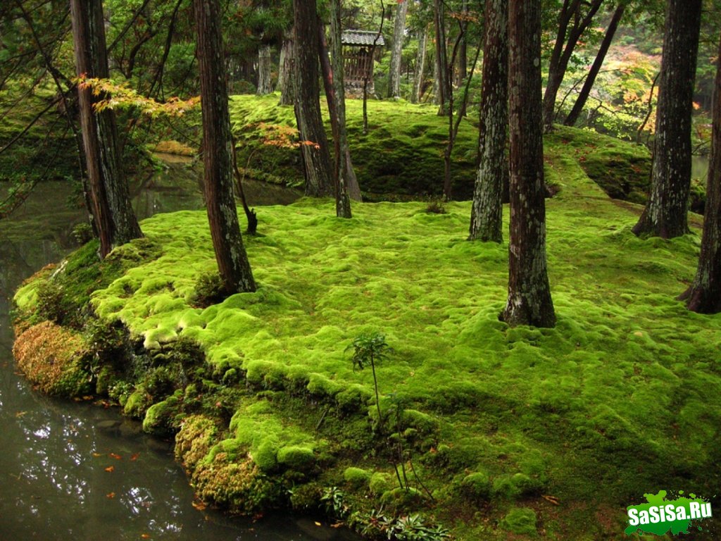   Saiho-ji.  (25 )