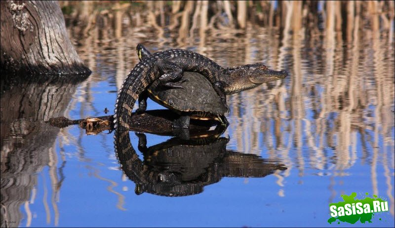   National Geographic 2013 (28 )