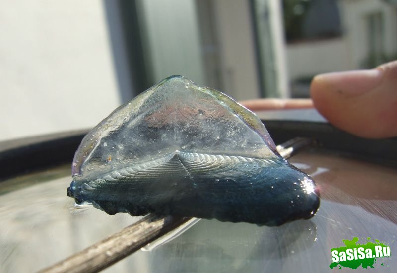 Velella velella-    (6 )