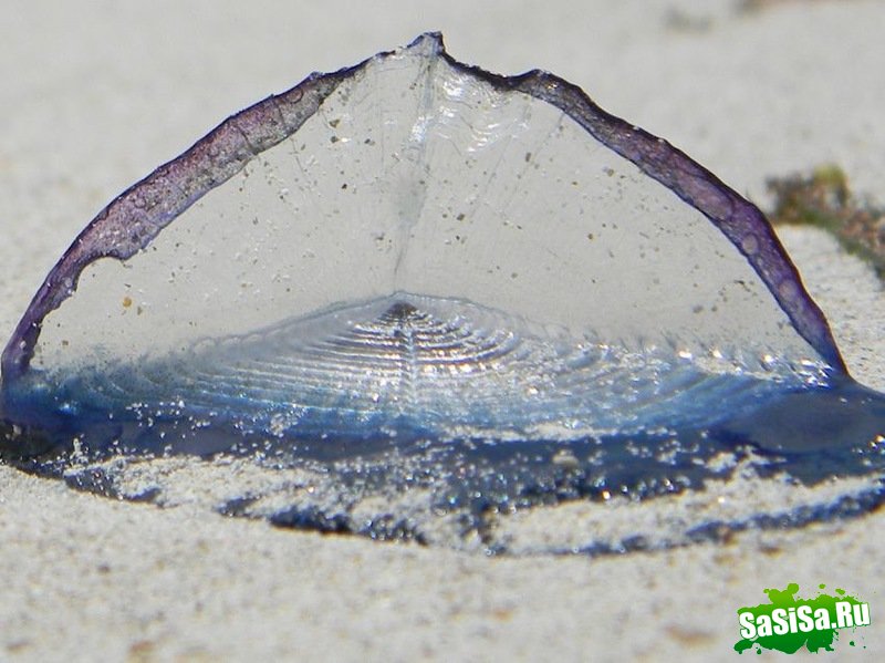 Velella velella-    (6 )