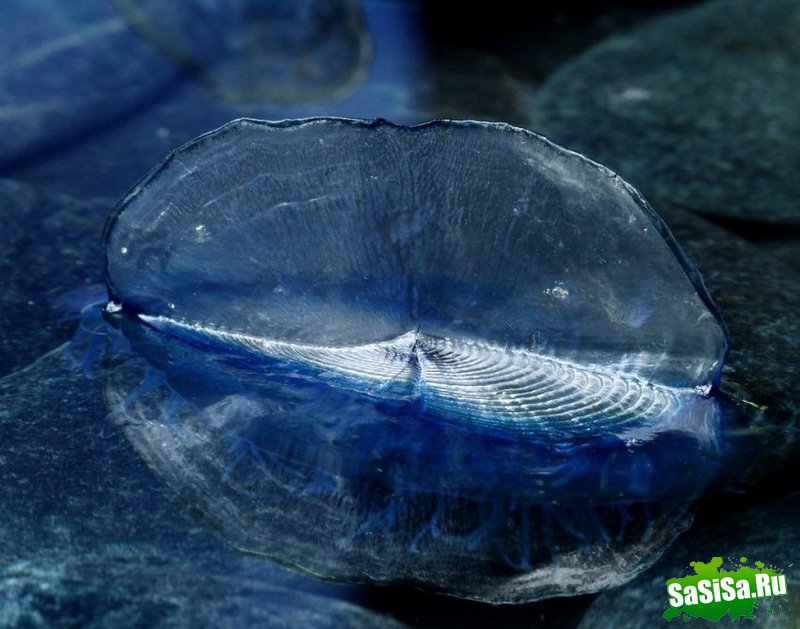 Velella velella-    (6 )